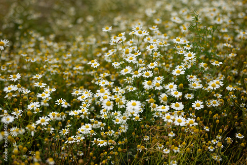 Beautiful wild herb meadow with lush flowering chamomile (Matricaria chamomilla). Chamomile is a well known medicinal plant within the daisy family (Asteraceae).