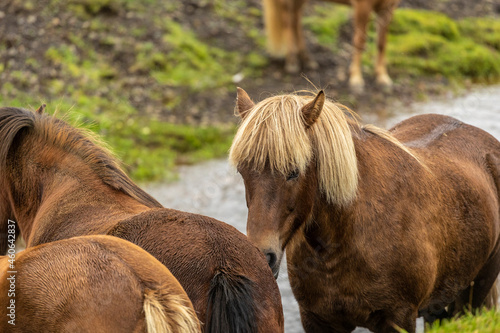 a herd of domesticated horses are grazing on the green pasture of Icelandic farmland countryside. the beautiful mammals are part of the grassland ecosystem 
