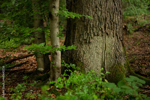Detail of a beautiful tree trunk in a deciduous forest, near Externsteine, Teutoburg Forest, Germany