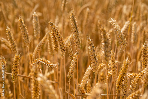 Full frame image of a golden wheat field in summer. Common wheat (Triticum aestivum) is the most economically important type of wheat and one of the oldest cultivated plants.