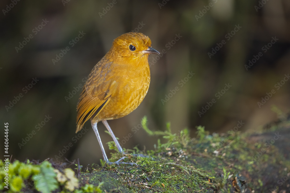 Fototapeta premium Rufous Antpitta perched on a tree log