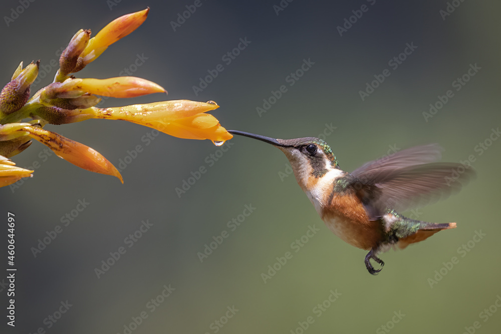 Naklejka premium Purple-throated Woodstar in-flight foraging on an orange tropical flower