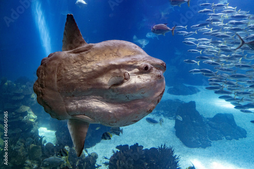 Sunfish underwater close up portrait photo