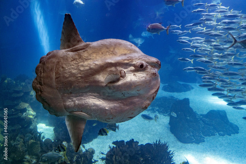 Sunfish underwater close up portrait