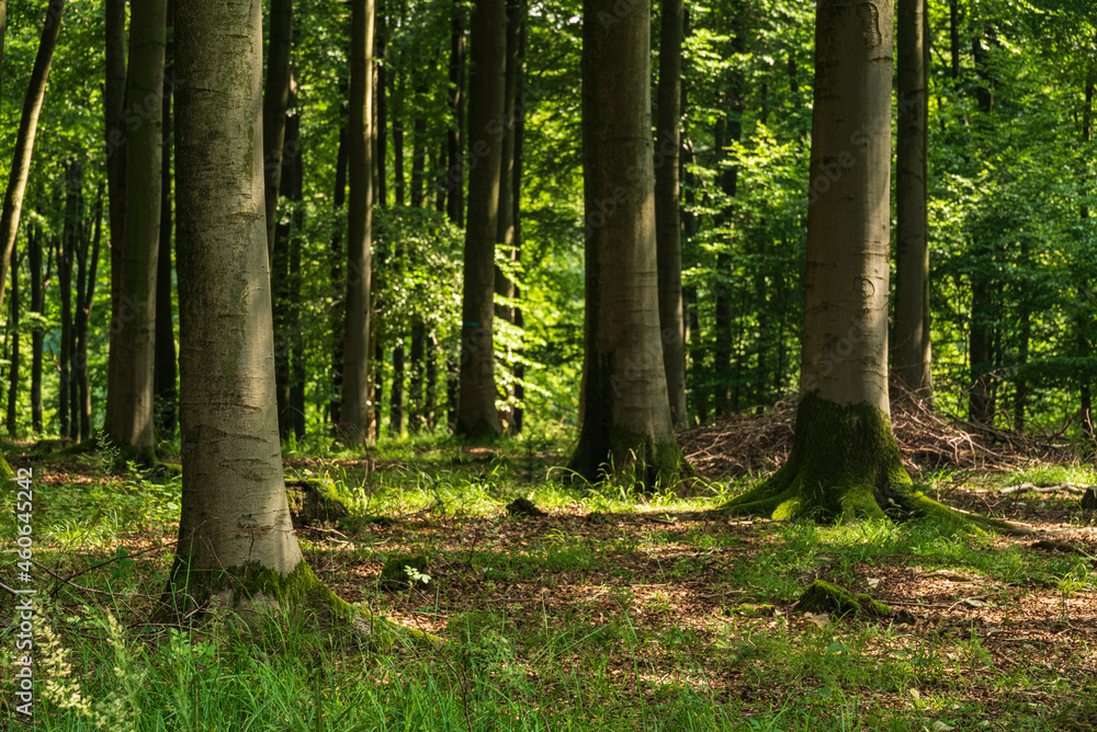 Birch trees in a lush green forest near Detmold, Teutoburg Forest, Germany Birch trees in a lush green forest near Detmold, Teutoburg Forest, Germany