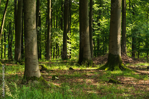 Wallpaper Mural Birch trees in a lush green forest near Detmold, Teutoburg Forest, Germany Torontodigital.ca