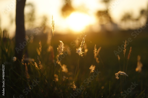 Beautiful golden hour shrubs and grass © Ishan