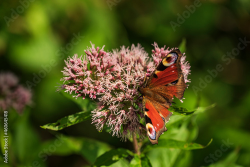 Close up of a colorful European peacock (Aglais io) butterfly sitting on a umbellifer blossom. Recognizable by its distinctive eye spots, it can be found in woods, fields, meadows, parks and gardens. photo