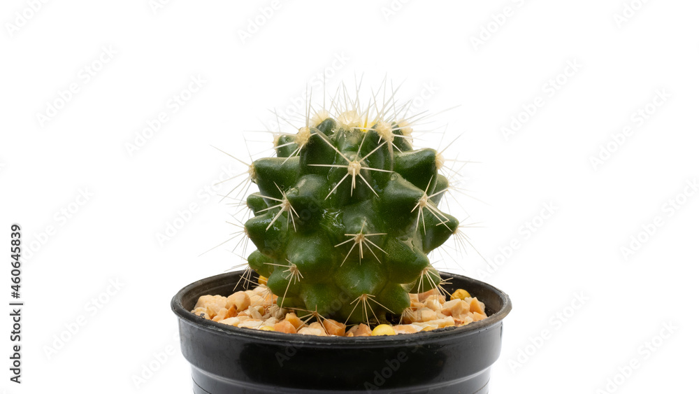 The green catus in black plant pot with white background The green catus in black plant pot with white background