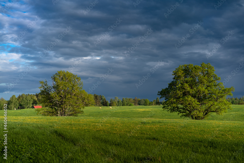 Obraz premium Sommer am Land