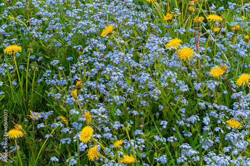 Früchlings Blumen © talavietis