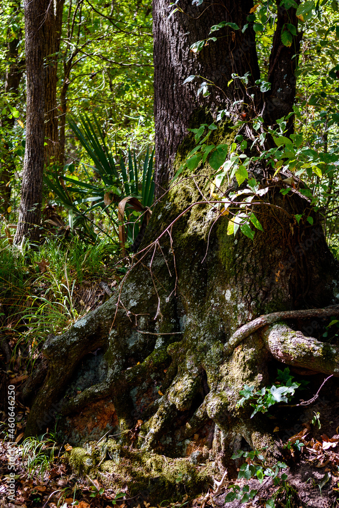 Fototapeta premium Close Up Of Old Tree With Exposed Roots-2793