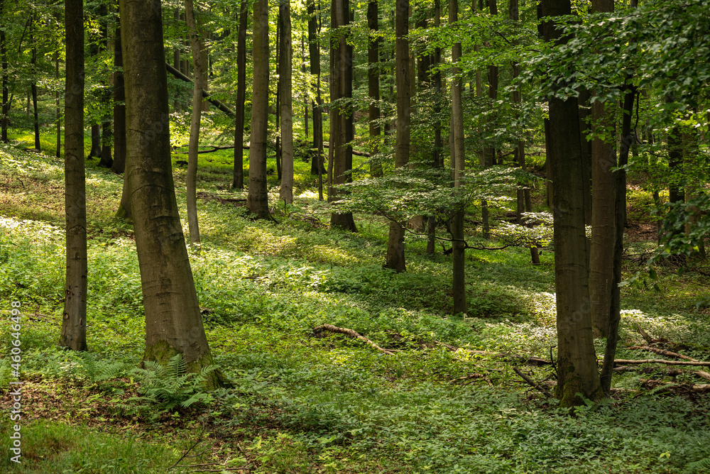 Fototapeta premium Beech trees in a lush green deciduous forest, Mörth, Teutoburg Forest, Germany