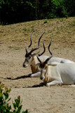 Two white antelopes during a sunny day. 