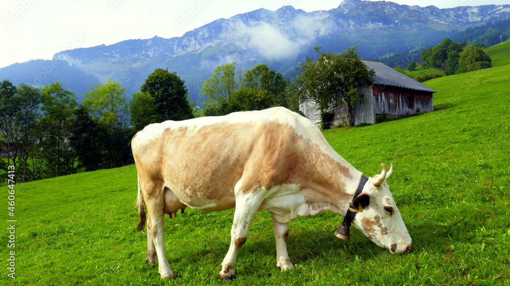 Kuh mit Glocke frisst auf grüner Wiese mit Hütten in romantischer Alpenlandschaft Kuh mit Glocke frisst auf grüner Wiese mit Hütten in romantischer Alpenlandschaft