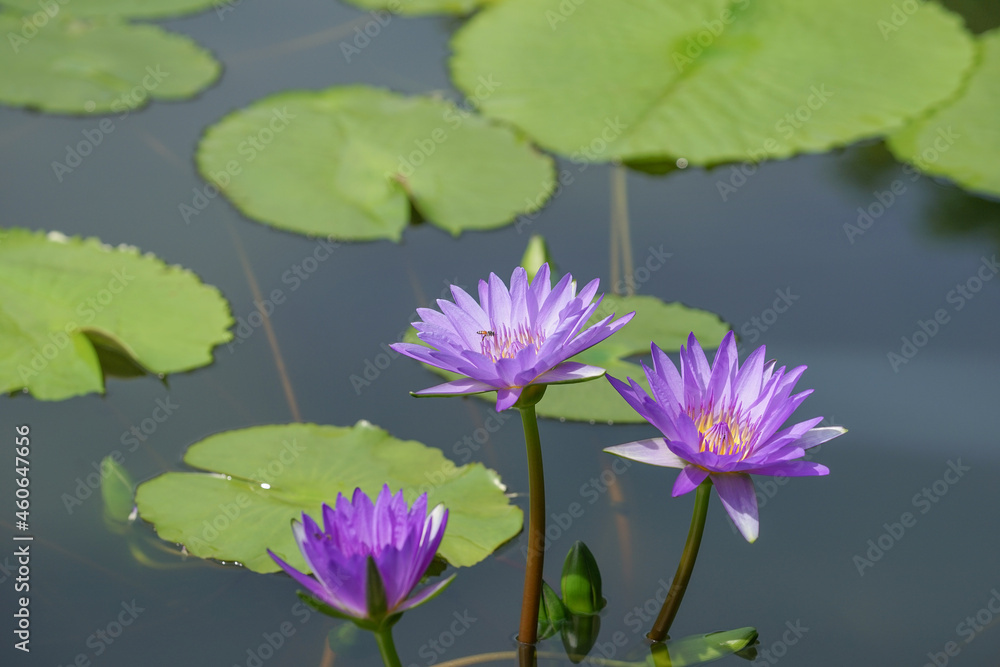 purple lotus flowers blooming in the pond and beautiful shadow ,soft focus purple lotus flowers blooming in the pond and beautiful shadow ,soft focus