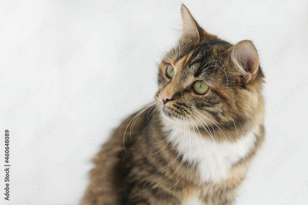 Portrait of a gray cat on a white background close-up