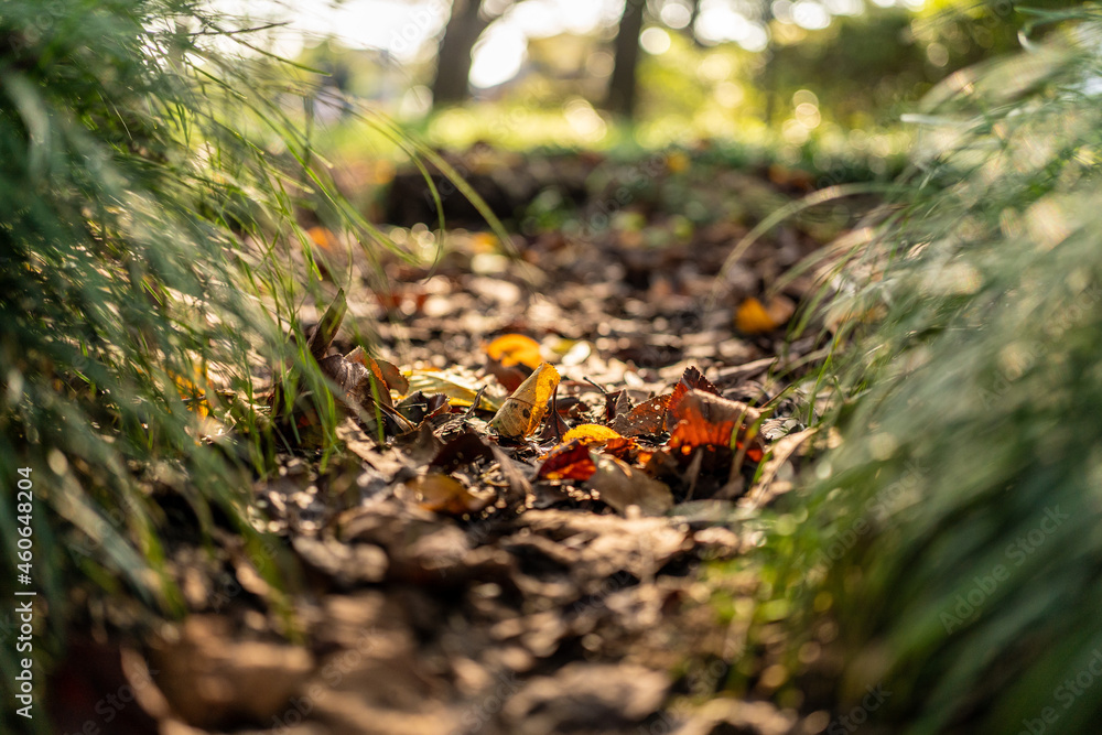 Fototapeta premium 落ち葉