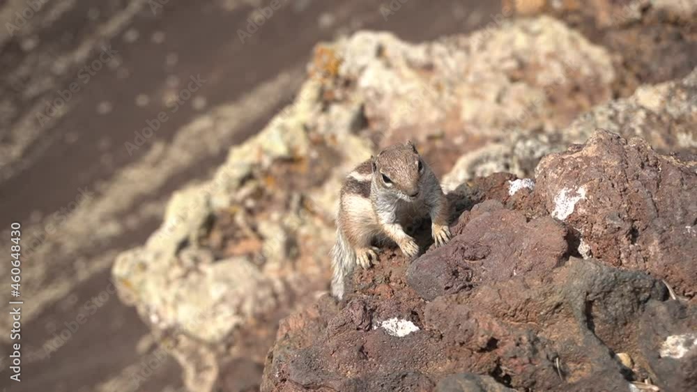 Very curious wild squirrel in the crater of the Calderón Hondo volcano near Corralejo, north coast of the island of Fuerteventura, Canary Islands. Spain Very curious wild squirrel in the crater of the Calderón Hondo volcano near Corralejo, north coast of the island of Fuerteventura, Canary Islands. Spain