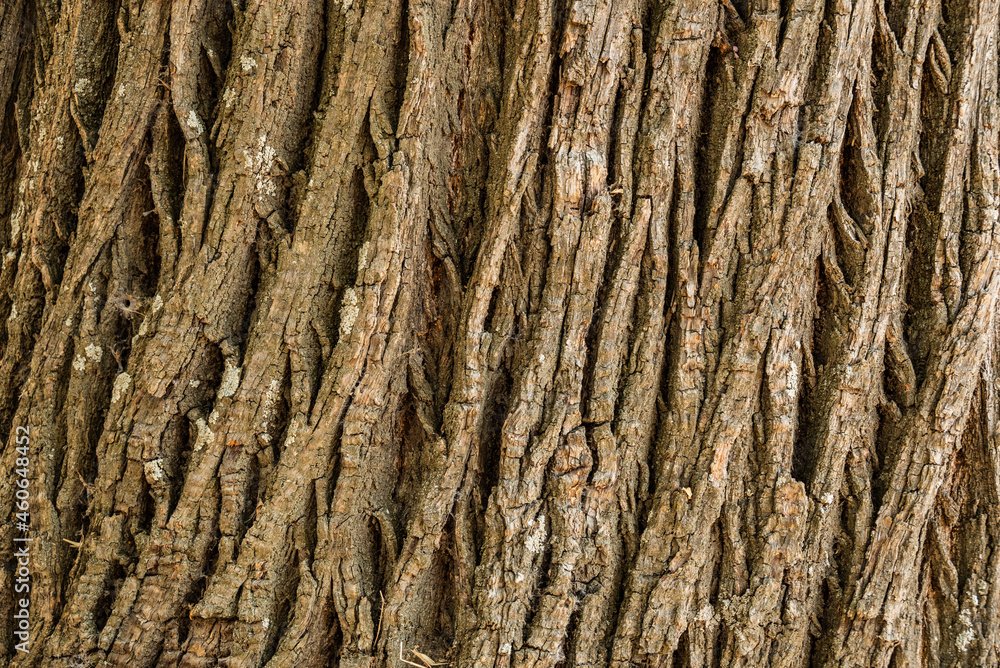 Texture of the bark of an old chestnut tree, Sierra Nevada National Park, Spain Texture of the bark of an old chestnut tree, Sierra Nevada National Park, Spain