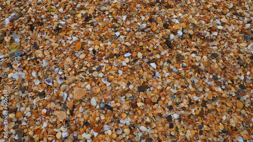 Shells from gastropods of bivalve molluscs living in the Azov and Black seas. Beige, brown, black, white seashells on the shore. The village of Golubitskaya. Broken small seashells photo