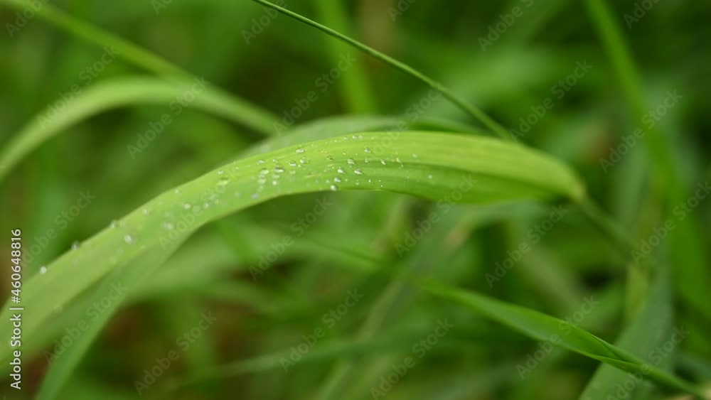 A background of juicy green grass in the wind. Video with a static camera. High quality 4k footage A background of juicy green grass in the wind. Video with a static camera. High quality 4k footage