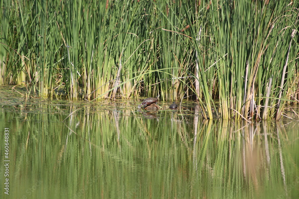 Turtle in Wetland Turtle in Wetland