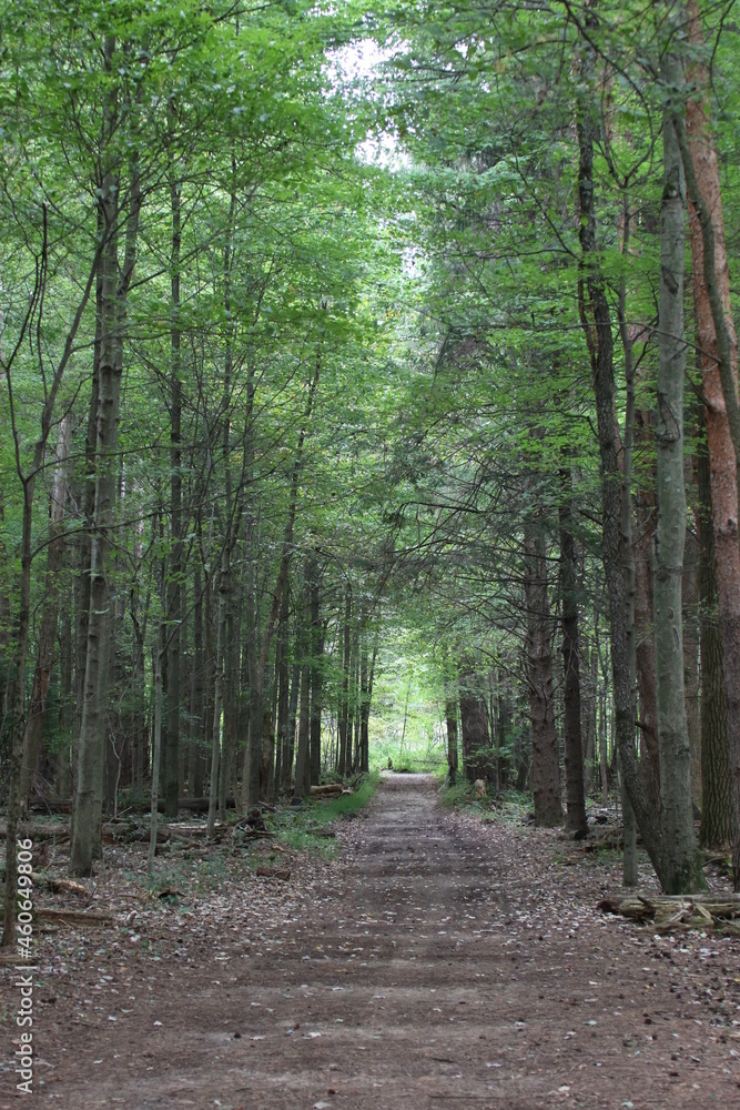 Fototapeta premium Forested path