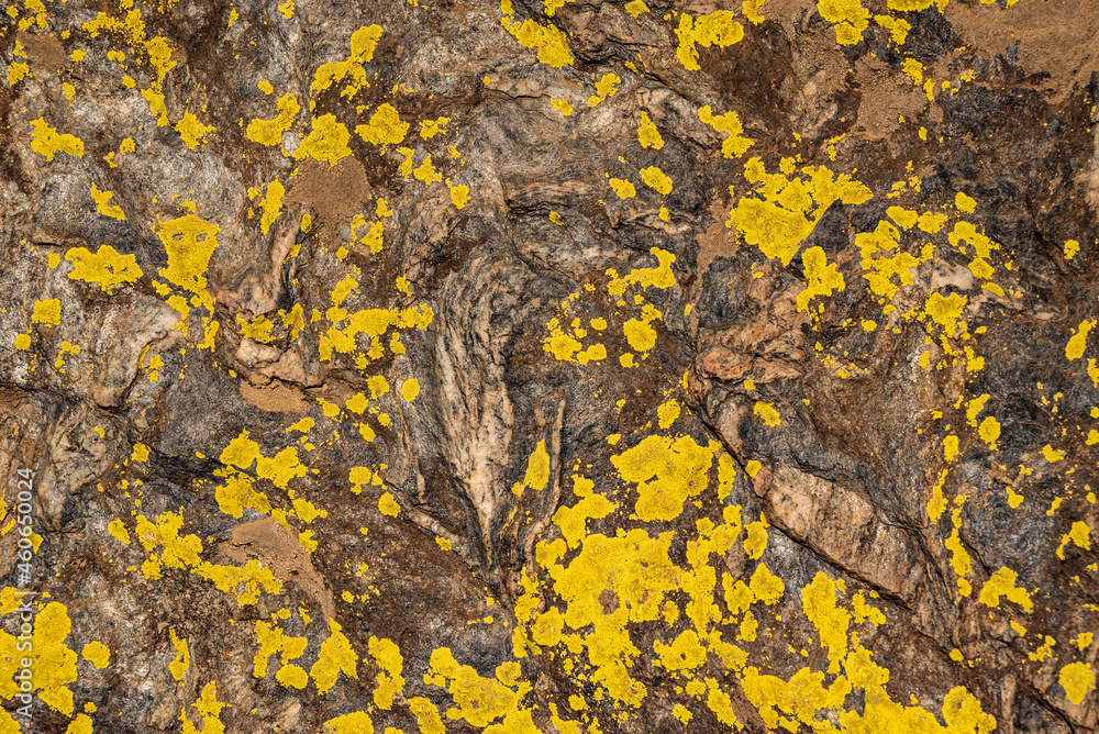 Texture of a slate rock covered with yellow lichen, Poqueira valley, Sierra Nevada National Park, Andalusia, Spain Texture of a slate rock covered with yellow lichen, Poqueira valley, Sierra Nevada National Park, Andalusia, Spain