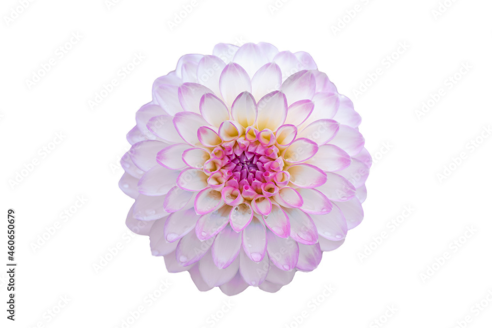 White dahlia blossom with purple center and some dewdrops isolated on white ground.