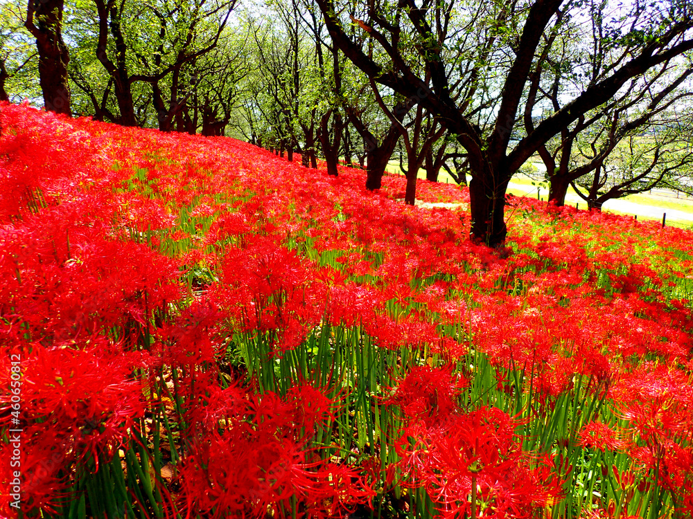 彼岸花 曼珠沙華 赤 彼岸花 曼珠沙華 赤