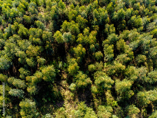 Aerial view of trees on a forest
