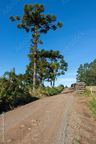 Dirty road with Araucaria angustifolia and wood pile
