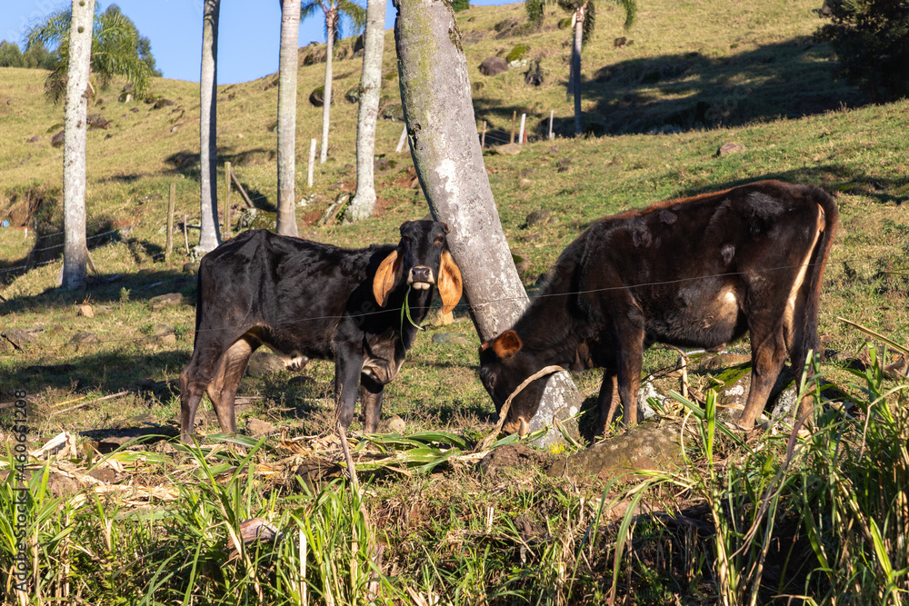 Cow grazing in a farm field