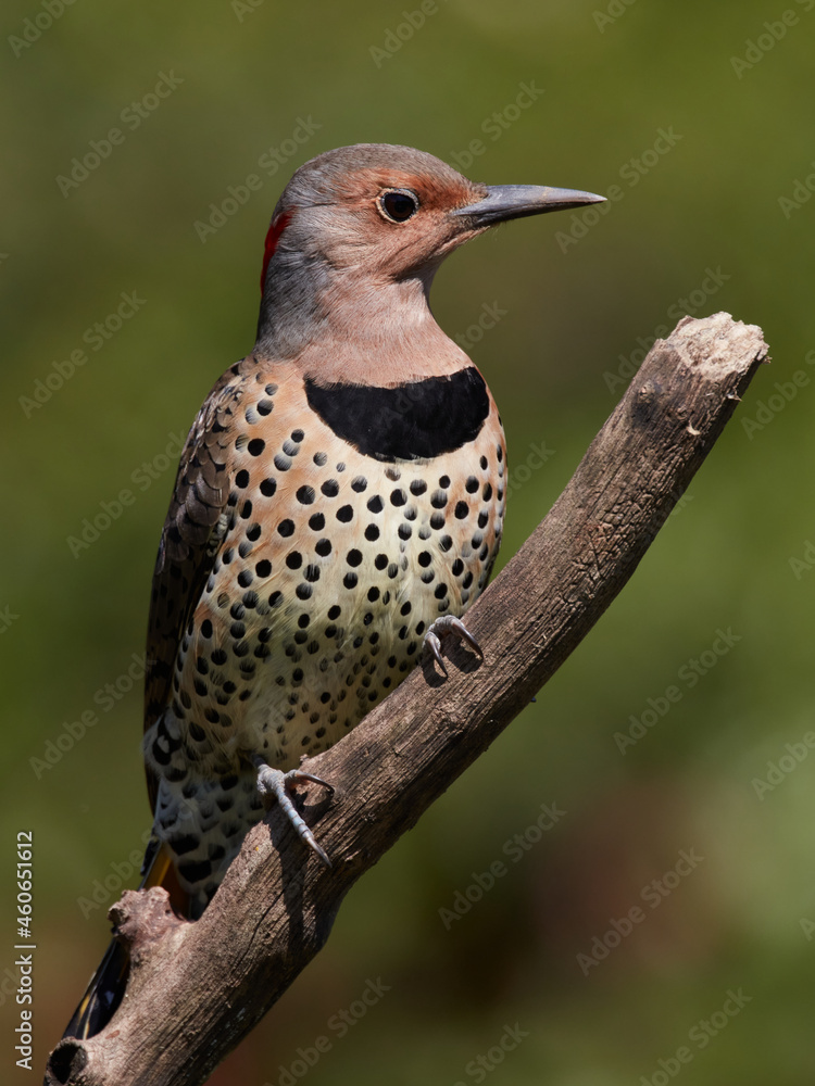 Northern Flicker brown woodpecker black spots on the belly Stock Photo