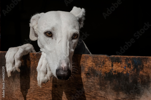 Primer plano perro de carreras. Perro de raza pura. Galgo español.