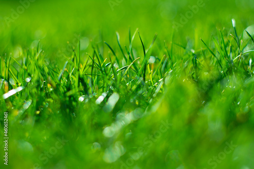 Green grass with beautiful blur. Juicy greens background.