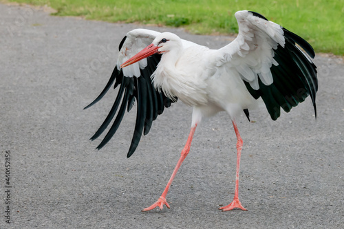 A white stork walking on pavement with wings wide open