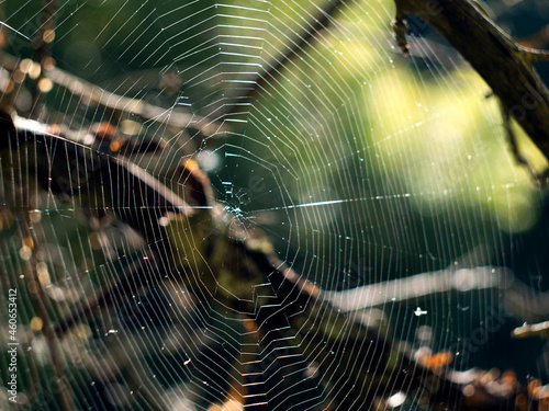 Cobweb on a tree at sunset
