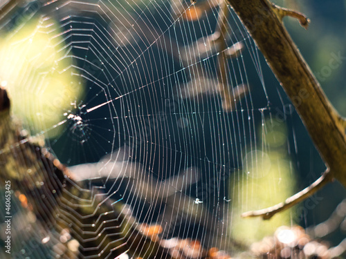 Cobweb on a tree at sunset
