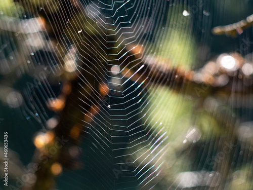 Cobweb on a tree at sunset