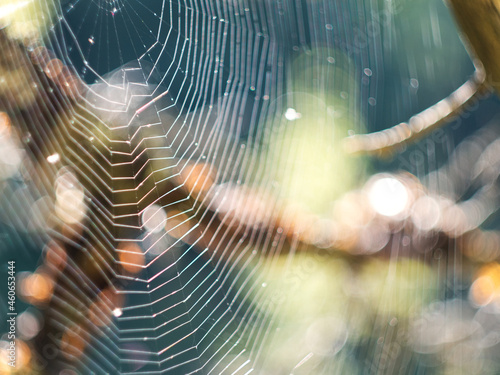 Cobweb on a tree at sunset