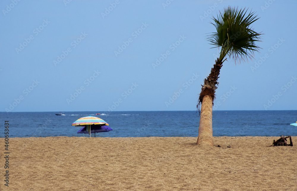 Beach with palm tree and umbrellas