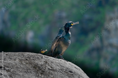 European Shag , Phalacrocorax aristotelis, standing on the cliff at Runde bird Island. photo