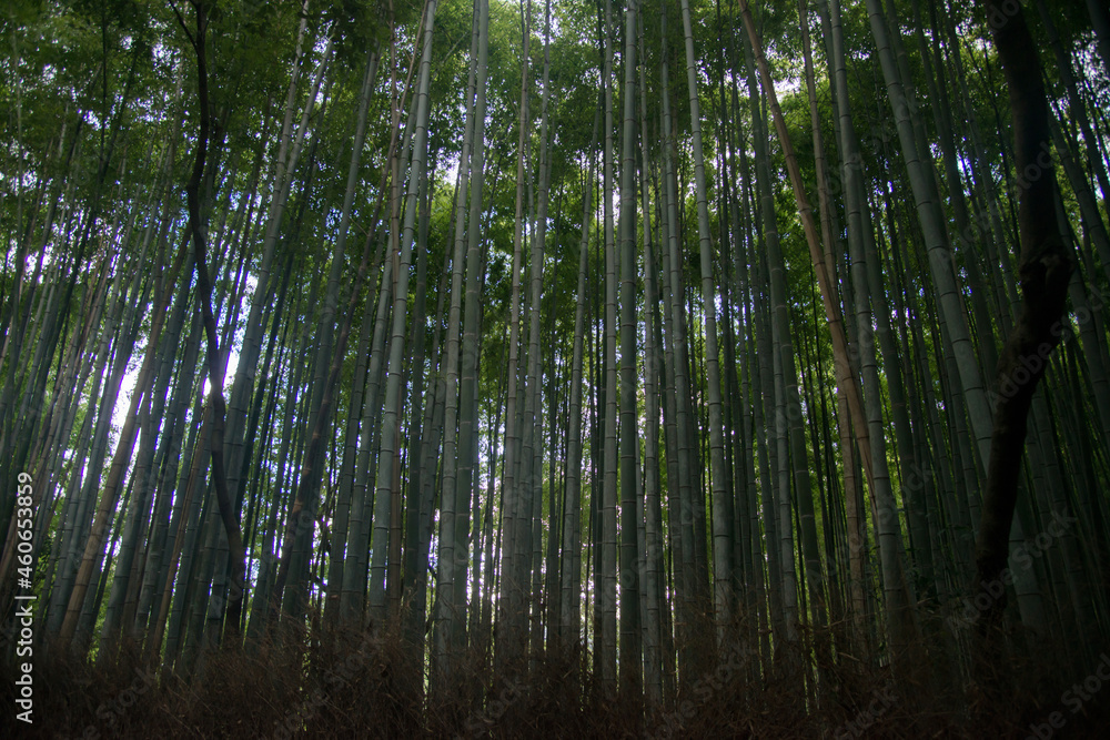 View of a bamboo forest seen from inside. Magnificent trees protecting from the sun View of a bamboo forest seen from inside. Magnificent trees protecting from the sun