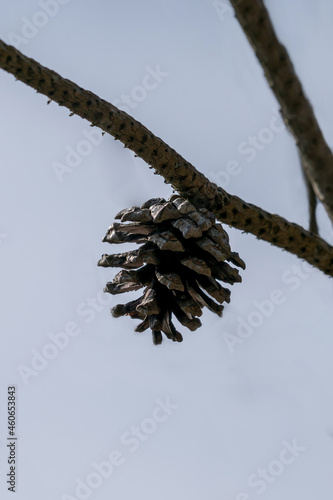 Light fresh pine cone bud on the tree.