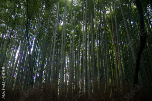 View of a bamboo forest seen from inside. Magnificent trees protecting from the sun