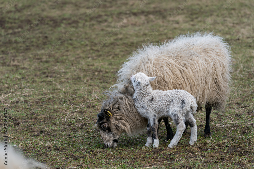 Obraz premium Sheep and lamb standing together.