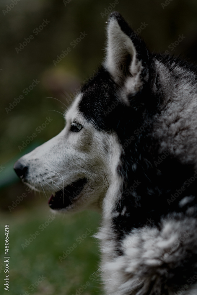 perfil del rostro perro siberiano