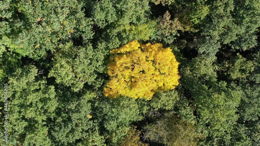 Aerial view spring forest. Natural green background. Photo from the drone
Aerial view spring forest. Natural green background. Photo from the drone